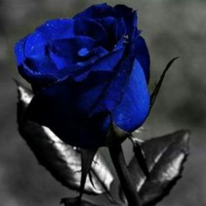 Meet your Posher, Trish